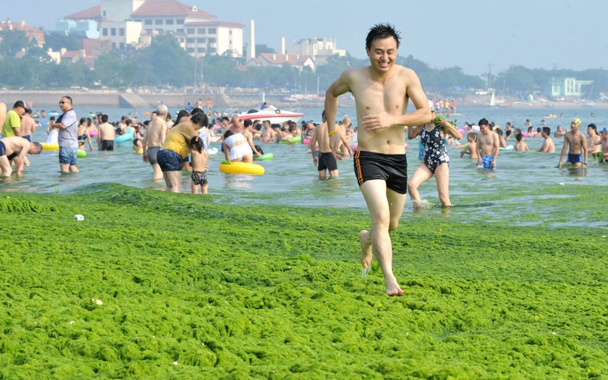 青島 藻